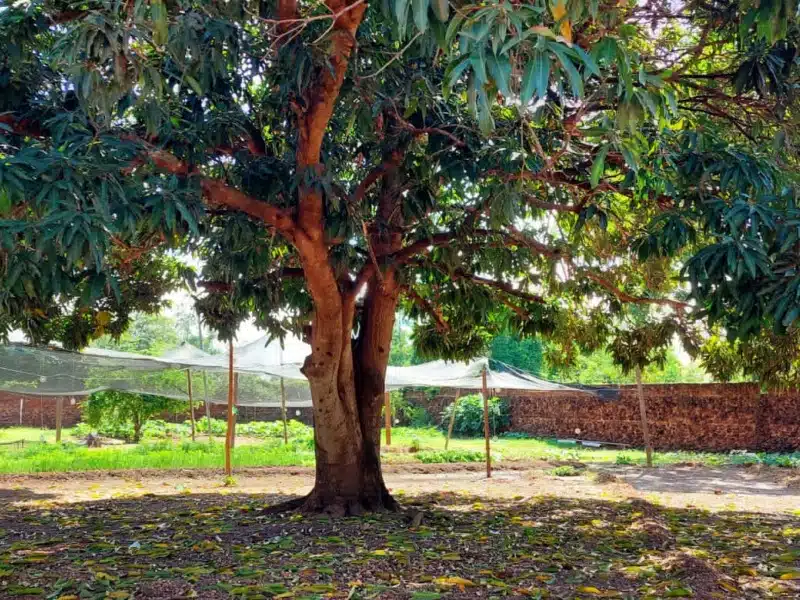 Clínica de Reabilitação Masculina em Cuiabá - MT 9